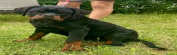 Rottweiler cani in vendita: Vendesi - Annuncio 3