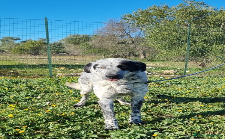 Meticcio cani a Città Metropolitana di Bari - Annuncio 14