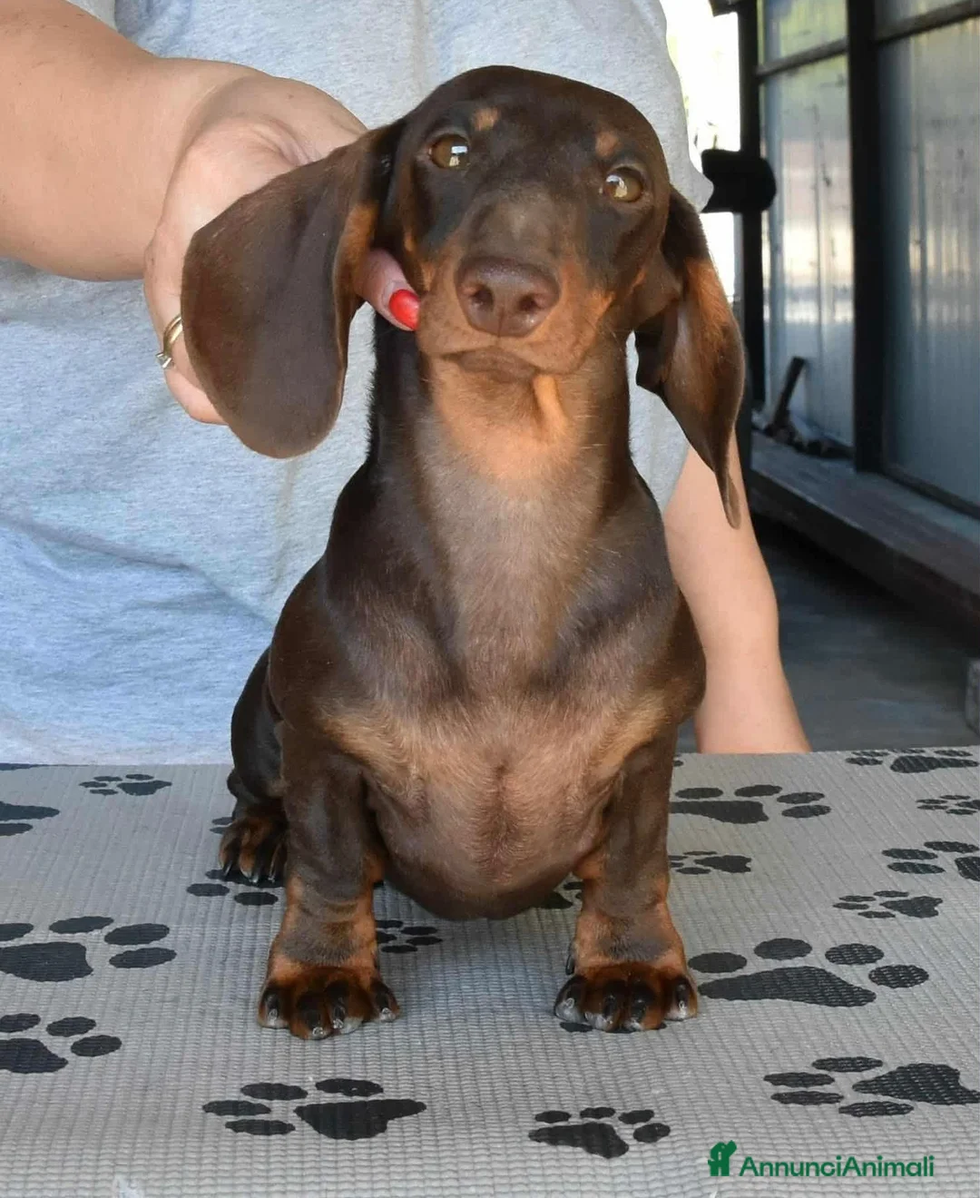 Bassotto cani per accoppiamento: Bassotto kaninchen marrone focato per monta - Annuncio 2