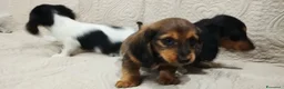 Bassotto cani in vendita: Bassotti tedeschi  - Annuncio 3