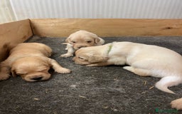 Golden Retriever cani in vendita: Cuccioli di golden retriever a Provincia di Pavia - Immagine 12