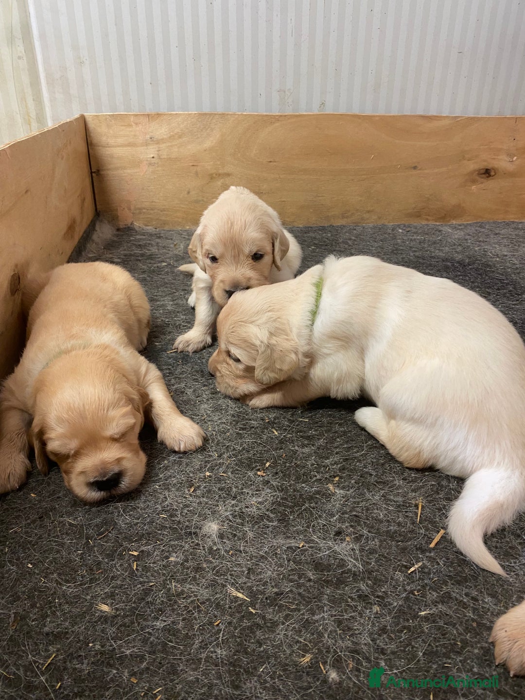 Golden Retriever cani in vendita: Cuccioli di golden retriever a Provincia di Pavia - Immagine 12