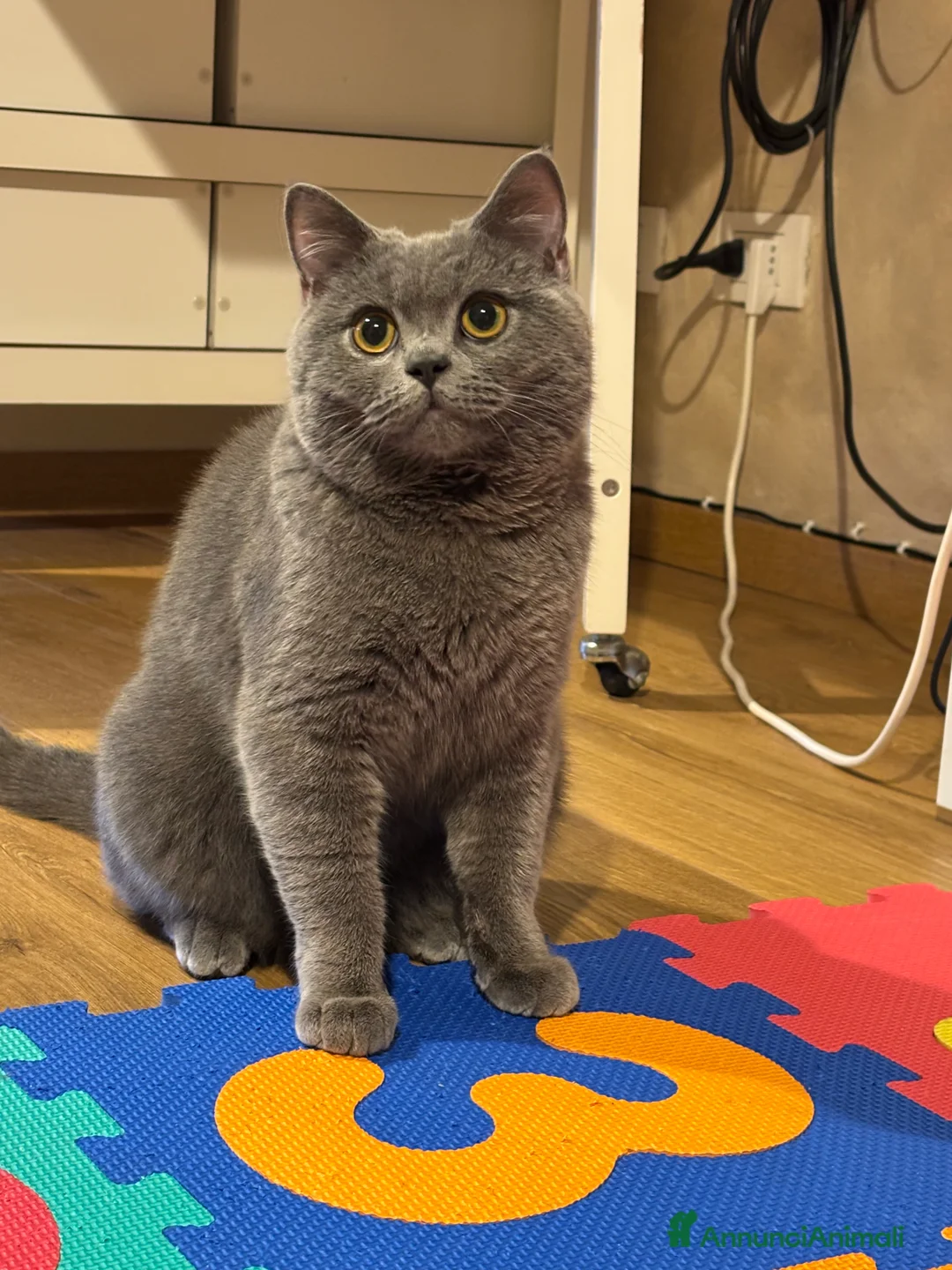 Scottish gatti per accoppiamento: Disponibile Scottish Straigth per monta Mr. MAGOO - Annuncio 4