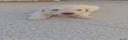 Golden Retriever cani in vendita: CUCCIOLI DI GOLDEN RETRIEVER CERCANO FAMIGLA ❤️ - Annuncio 2