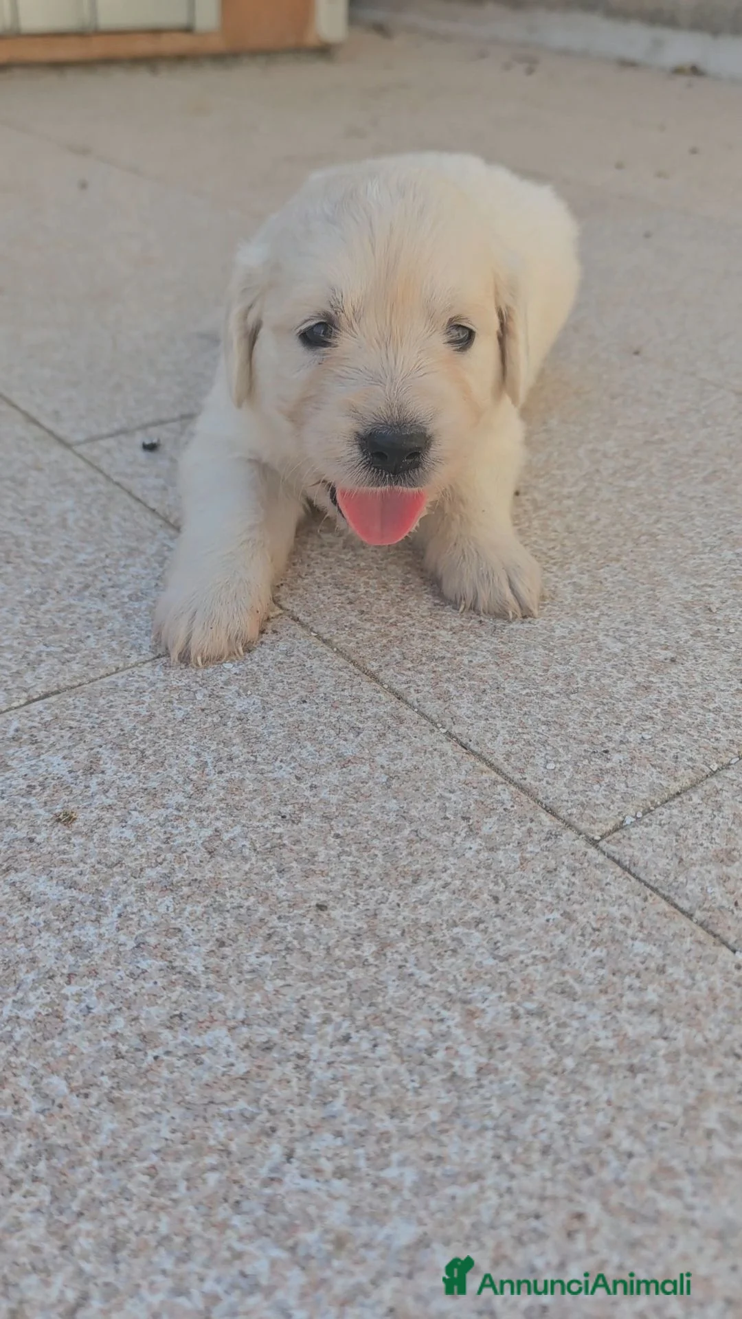 Golden Retriever cani in vendita: CUCCIOLI DI GOLDEN RETRIEVER CERCANO FAMIGLA ❤️ - Annuncio 2