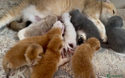 Scottish gatti in vendita: Scottish Fold Enfi Cuccioli Disponibili - Immagine 7