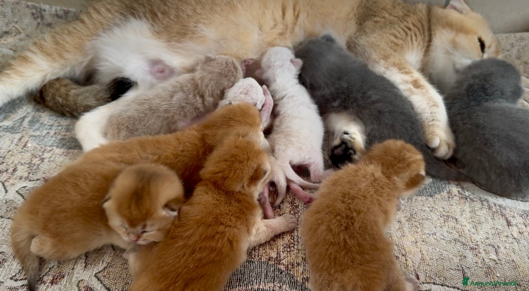 Scottish gatti in vendita: Scottish Fold Enfi Cuccioli Disponibili - Immagine 7