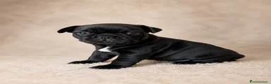 Bulldog Francese nera e macchia bianca
