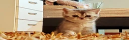 Scottish gatti in vendita: Gattini scottish - Annuncio 3