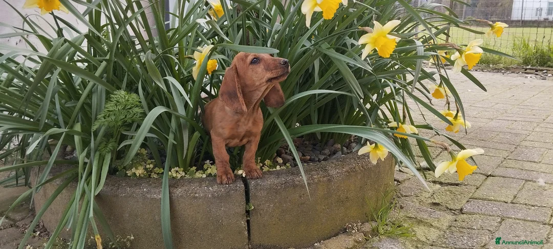 Bassotto cani in vendita: Bassotto  - Annuncio 1