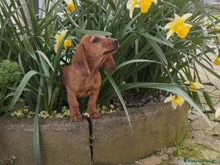 Bassotto cani Bassotto - Annuncio 10