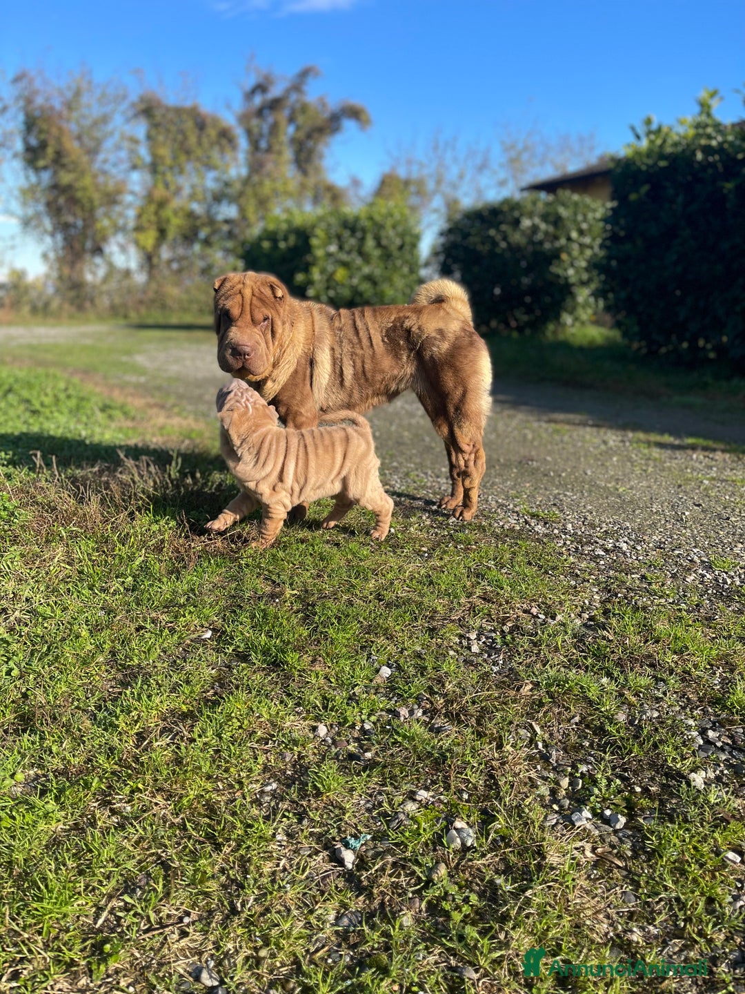 Shar Pei cani in vendita: Shar Pei alta genealogia  - Annuncio 1