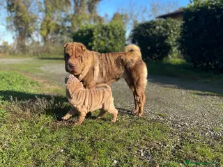 Shar Pei cani Shar Pei alta genealogia - Annuncio 26