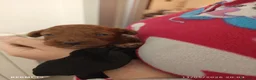 Barboncino cani in vendita: Barboncino nano red a Provincia di Arezzo - Annuncio 5
