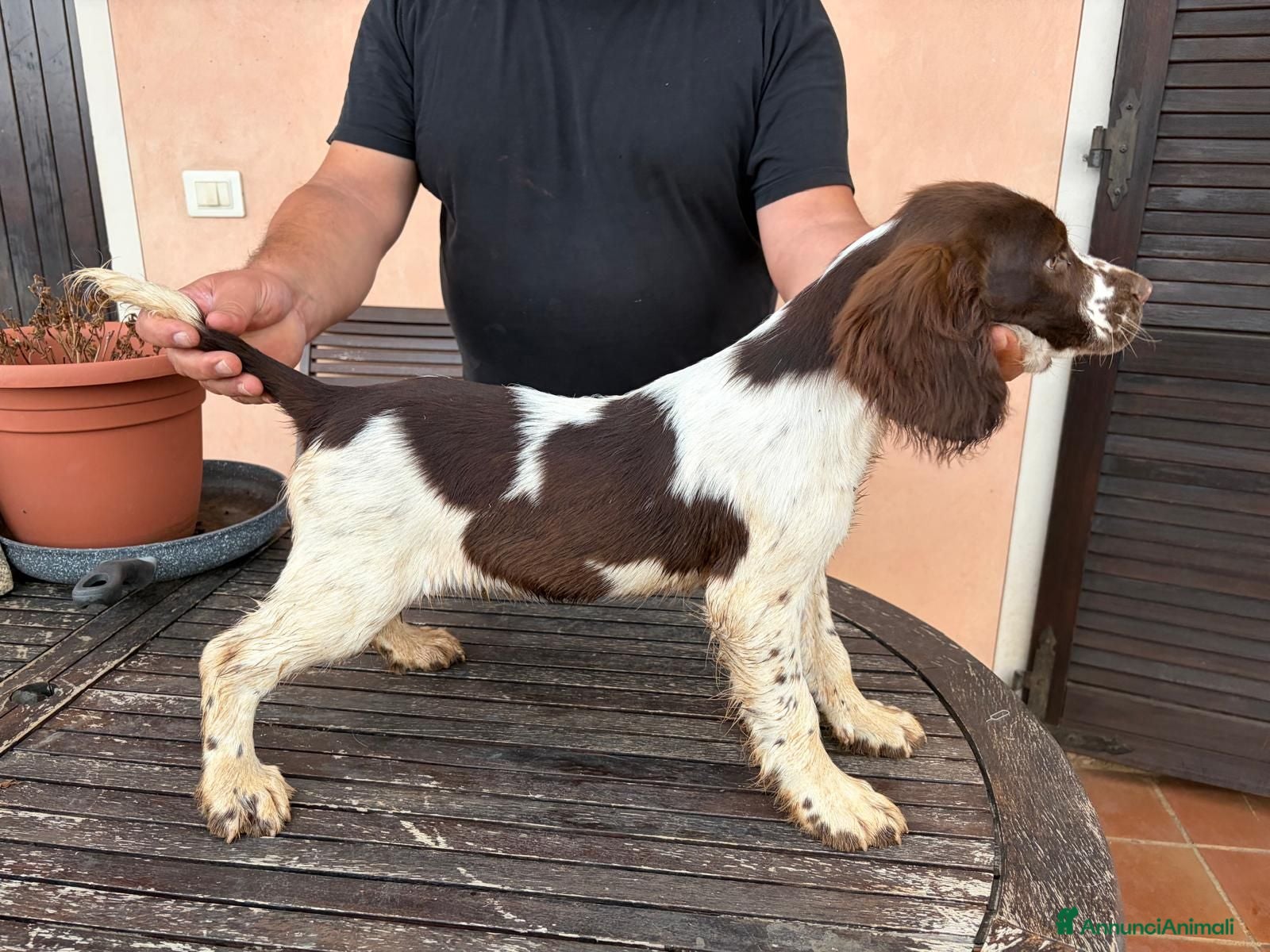 Springer Spaniel Inglese cani CUCCIOLO SPRINGER SPANIEL INGLESE - Annuncio 1