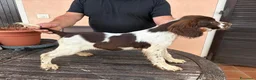 Springer Spaniel Inglese cani in vendita: CUCCIOLI SPRINGER SPANIEL INGLESE - Annuncio 3