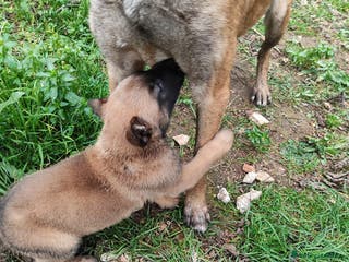 Pastore Belga cani Allevamento Pastore Belga Malinois Bari Puglia a Città Metropolitana di Bari - Annuncio 10