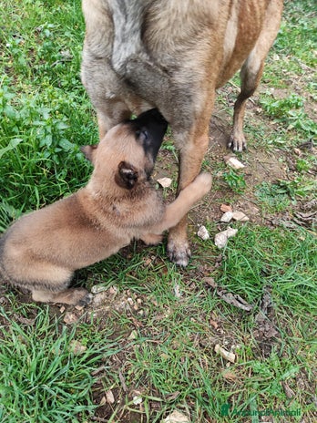Pastore Belga cani a Città Metropolitana di Bari - Annuncio 4