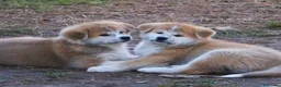 Akita Inu cani in vendita: Cuccioli di Akita da allevamento ENCI - Annuncio 9