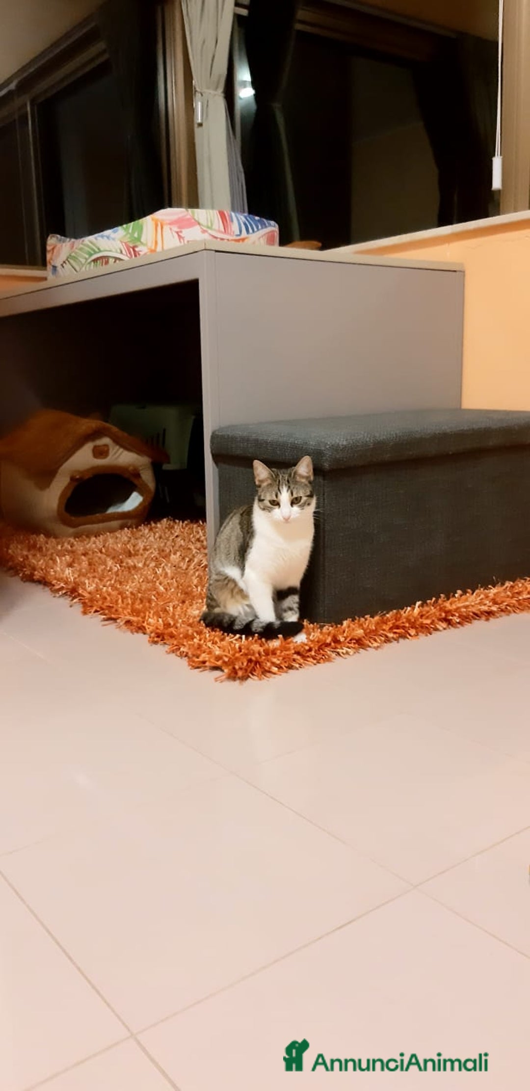 Europeo gatti in regalo: 3 moschettieri  - Annuncio 2