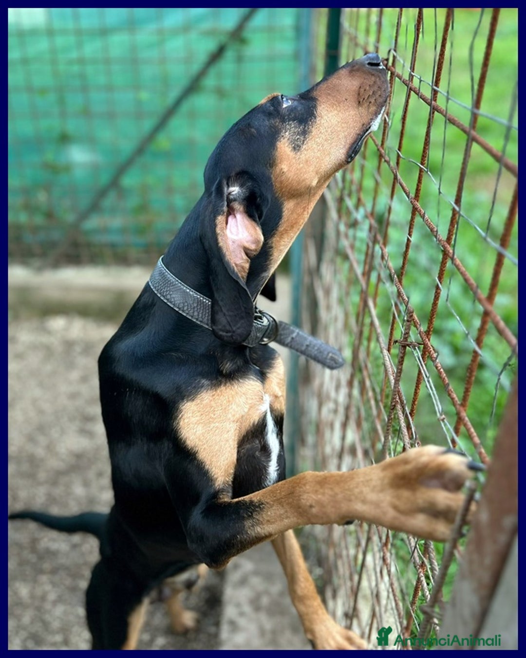 Segugio cani in regalo: ARCI SEGUGETTO 2 ANNI PIANGE NEL BOX - Annuncio 2