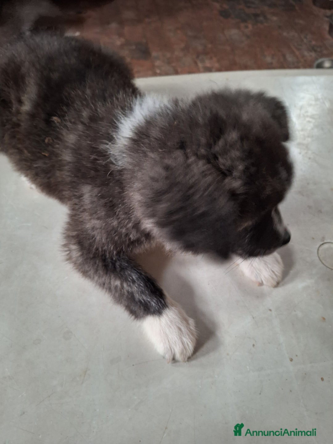 Akita Inu cani in vendita: Akita inu tigrati - Annuncio 4