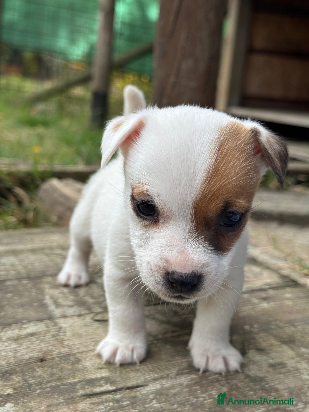 Jack Russell cani in vendita: Cuccioli di jack russell terrier  - Annuncio 7