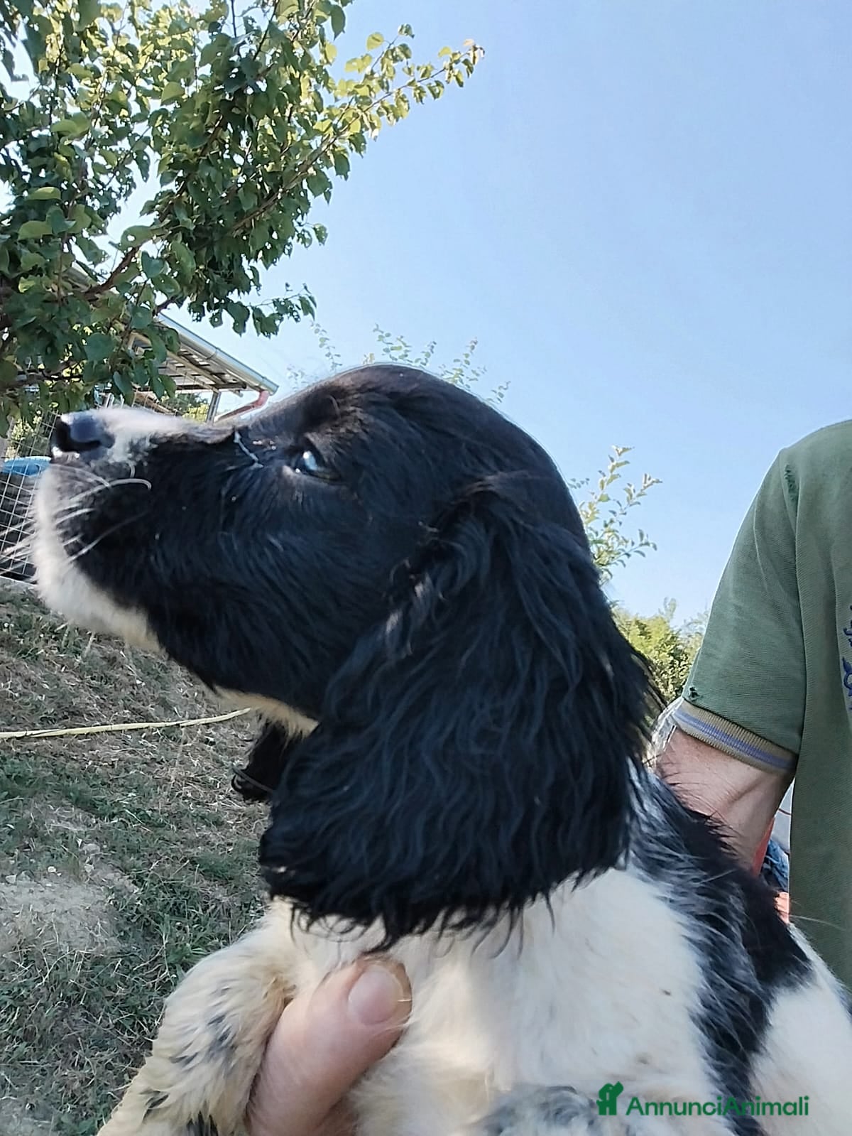 Welsh Springer Spaniel cani Cuccioli springer spaniel  - Annuncio 7