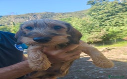 Bassotto cani in vendita: Bassotto a pelo duro nano - Immagine 3