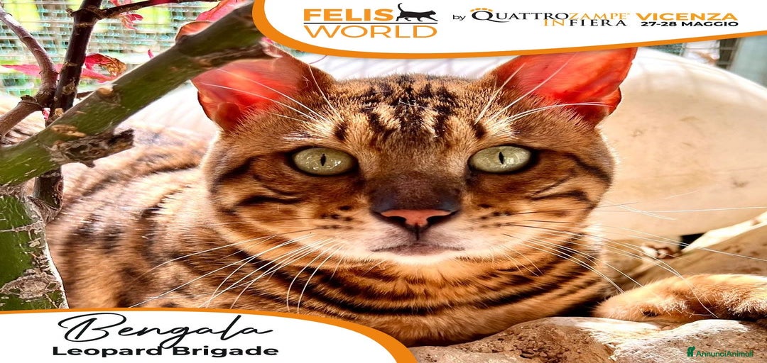 Immagine della galleria {{count}}