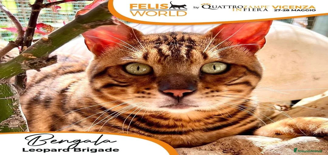 Immagine della galleria {{count}}