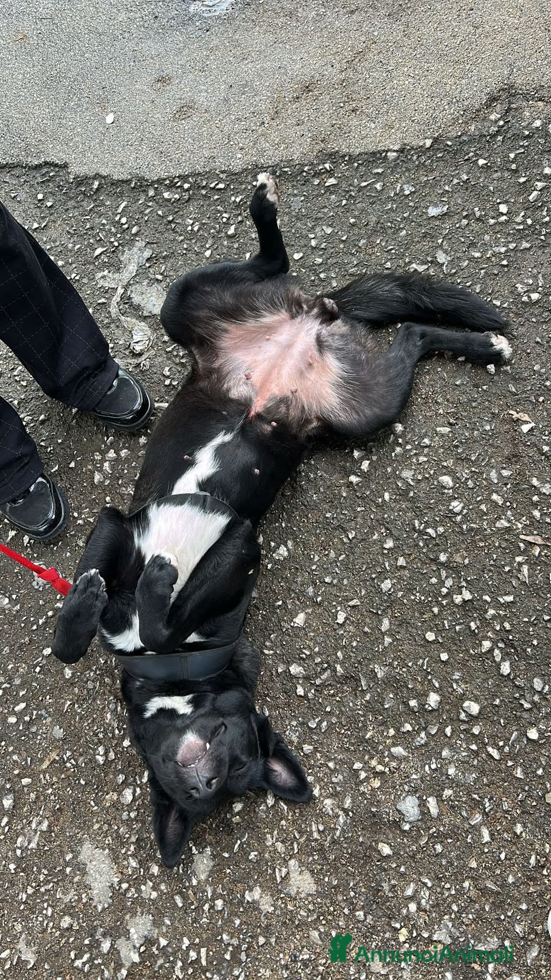 Meticcio cani in regalo: Alice - Annuncio 3