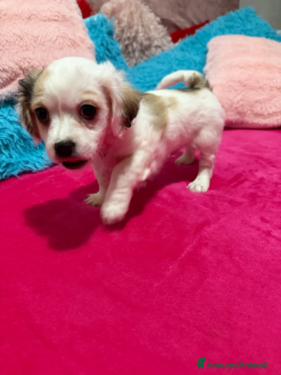 Meticcio cani in vendita: Ciao a tutti  - Annuncio 7