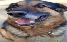 Pastore Tedesco cani in regalo: Pastore Tedesco adulto TUTTI AVVELENATI TRANNE LUI a Città metropolitana di Milano - Immagine 3