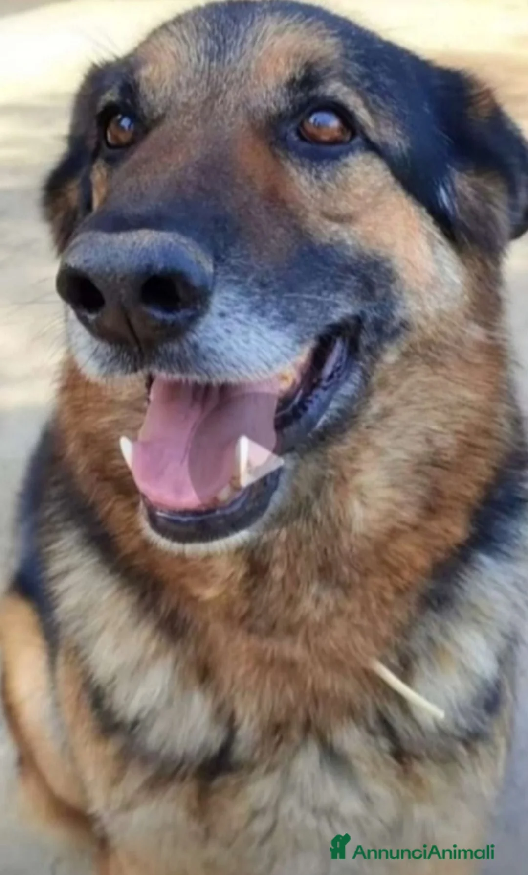 Pastore Tedesco cani in regalo: Pastore Tedesco adulto TUTTI AVVELENATI TRANNE LUI a Città metropolitana di Milano - Annuncio 3