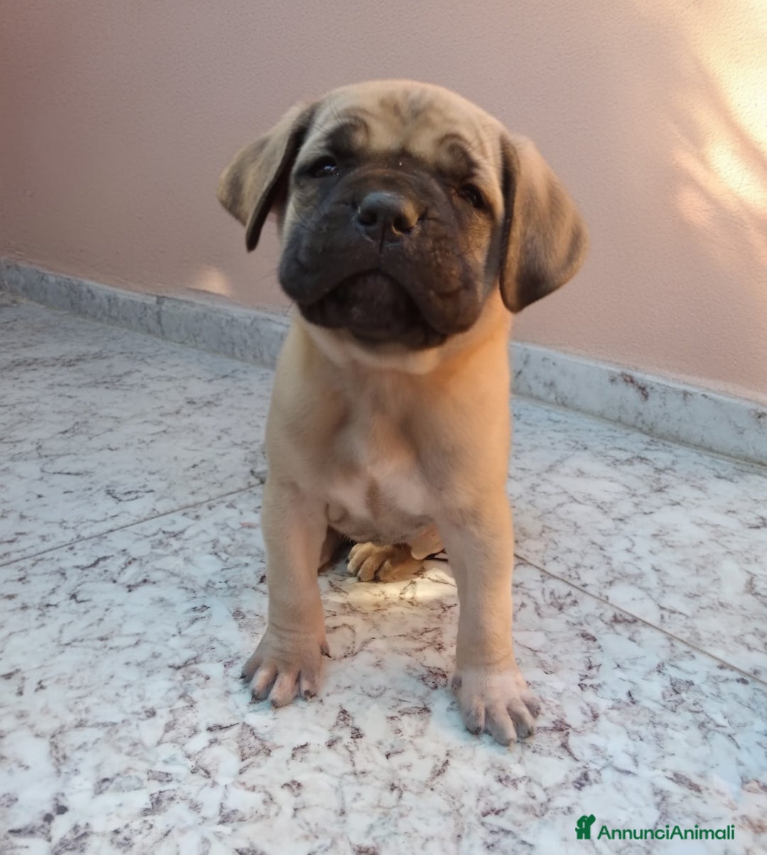 Cane Corso cani in vendita: ​Cane Corso Cuccioli,Pronti per la prenotazione. - Annuncio 8