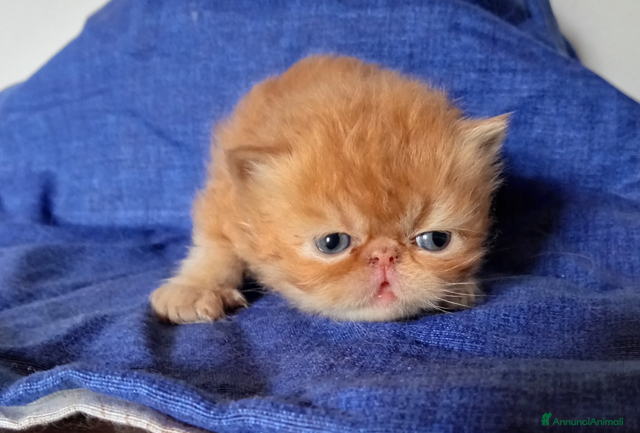 Persiano gatti Gattini persiani - Annuncio 1