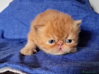 Persiano gatti Gattini persiani - Annuncio 1