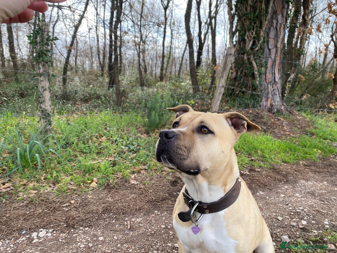 American Staffordshire cani in regalo: Amstaff femmina sterilizzata - Annuncio 3