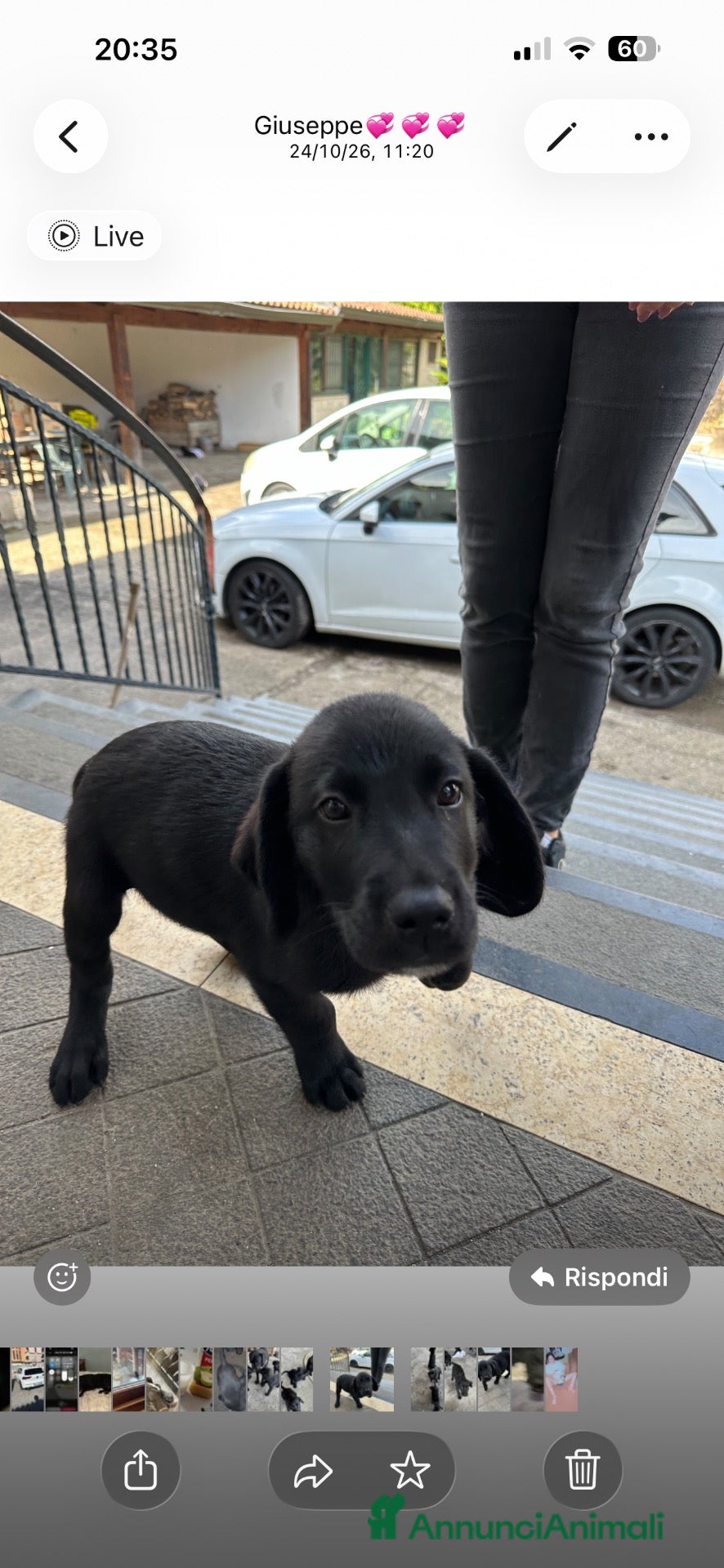 Labrador cani in vendita: Labrador di 2 mesi in vendita - Annuncio 3