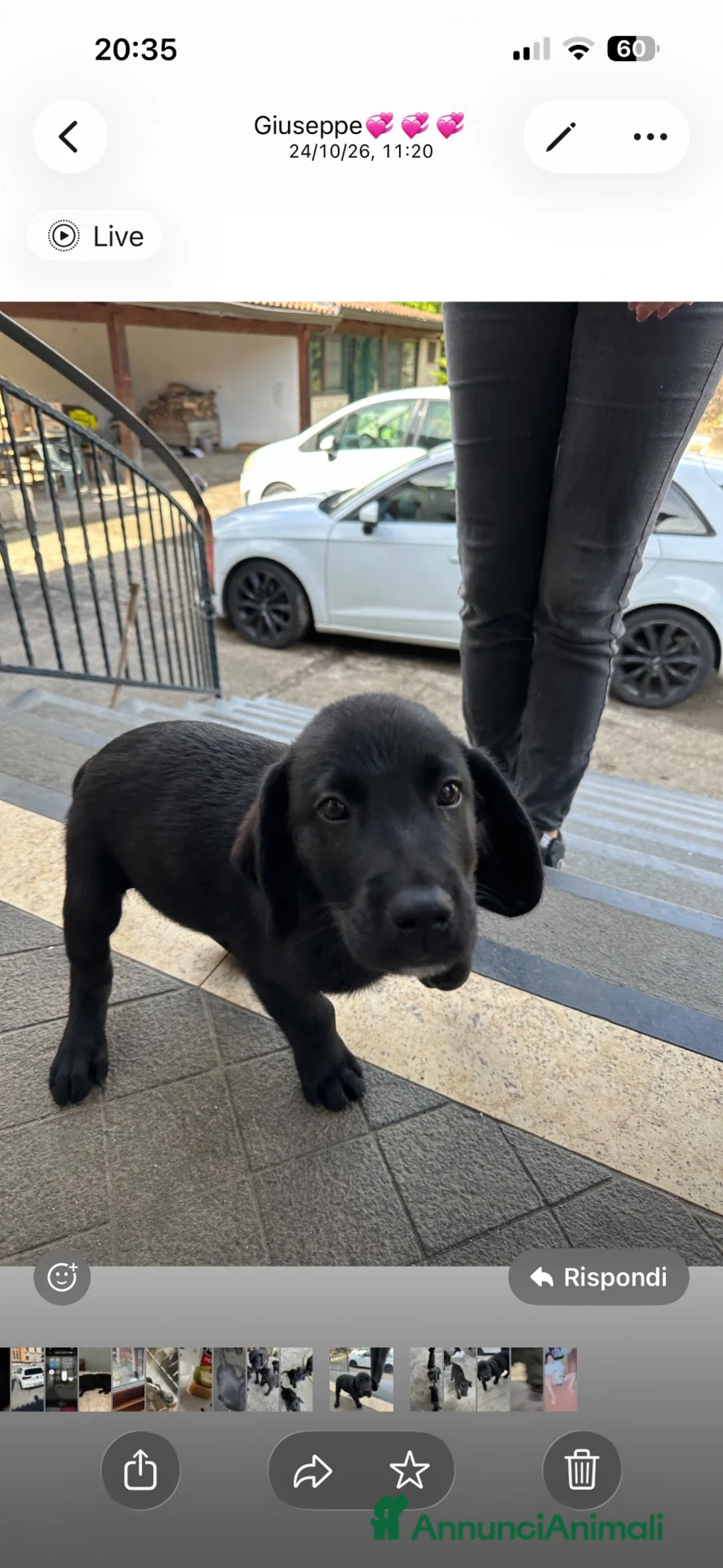 Labrador cani in vendita: Labrador di 2 mesi in vendita - Annuncio 1