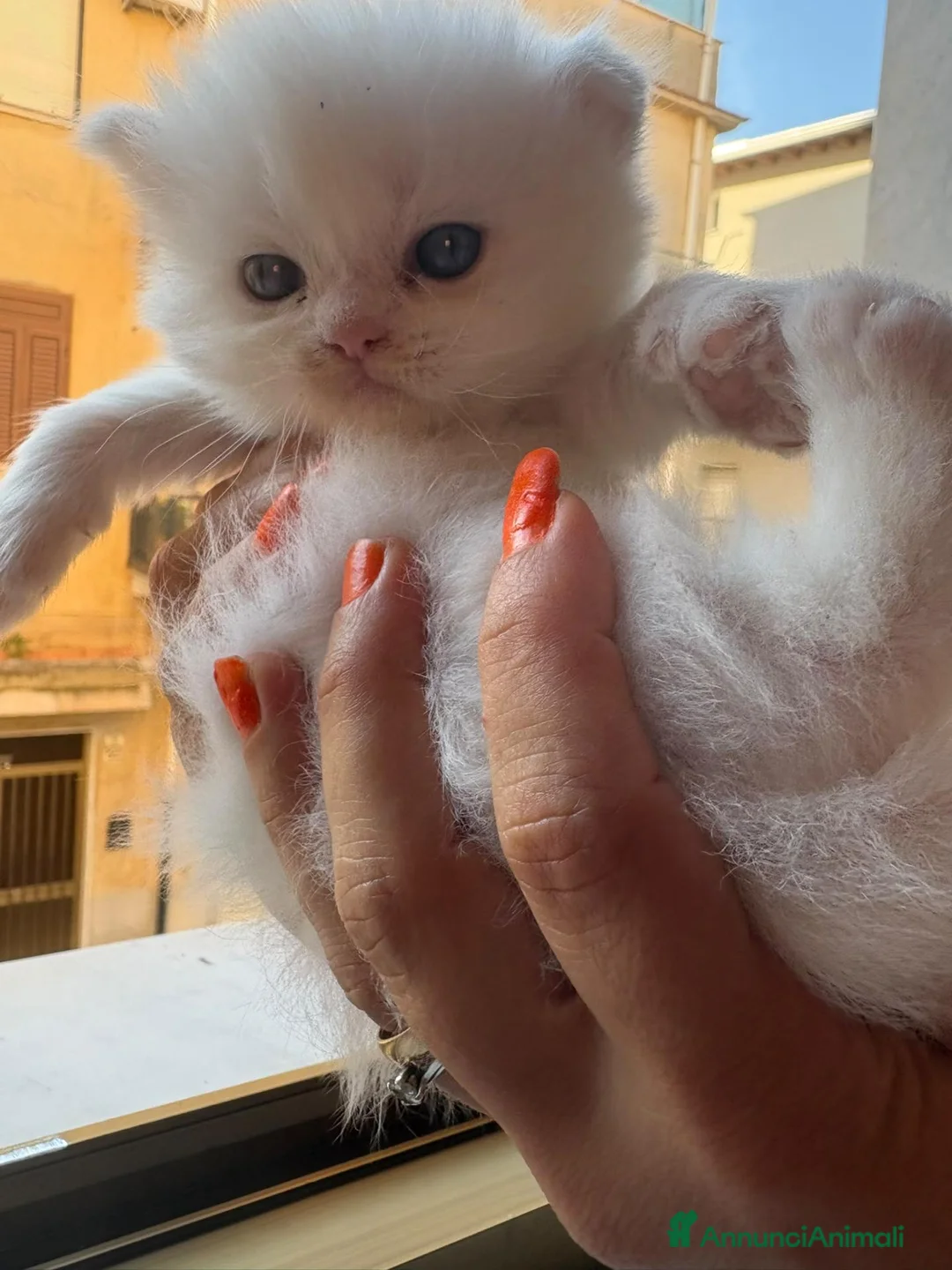 Persiano gatti in vendita: Gattini persiani normotipo  - Annuncio 3