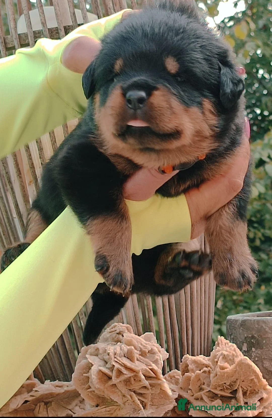 Immagine della galleria {{count}}