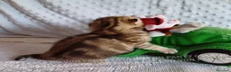 Scottish gatti in vendita: Cuccioli Scottish Fold e Straight a Provincia di Reggio Emilia - Annuncio 23