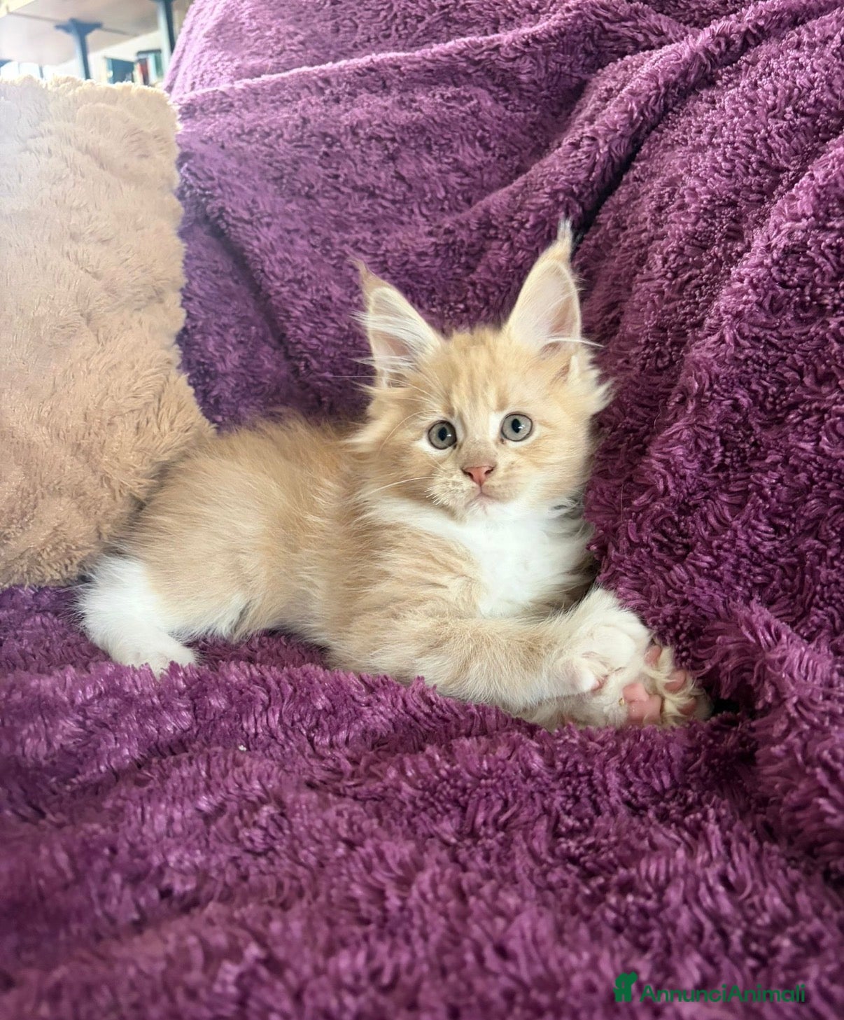 Maine Coon gatti Cuccioli Maine coon con pedigree  - Annuncio 1