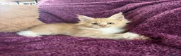 Maine Coon gatti in vendita: Cuccioli Maine coon con pedigree  - Annuncio 1