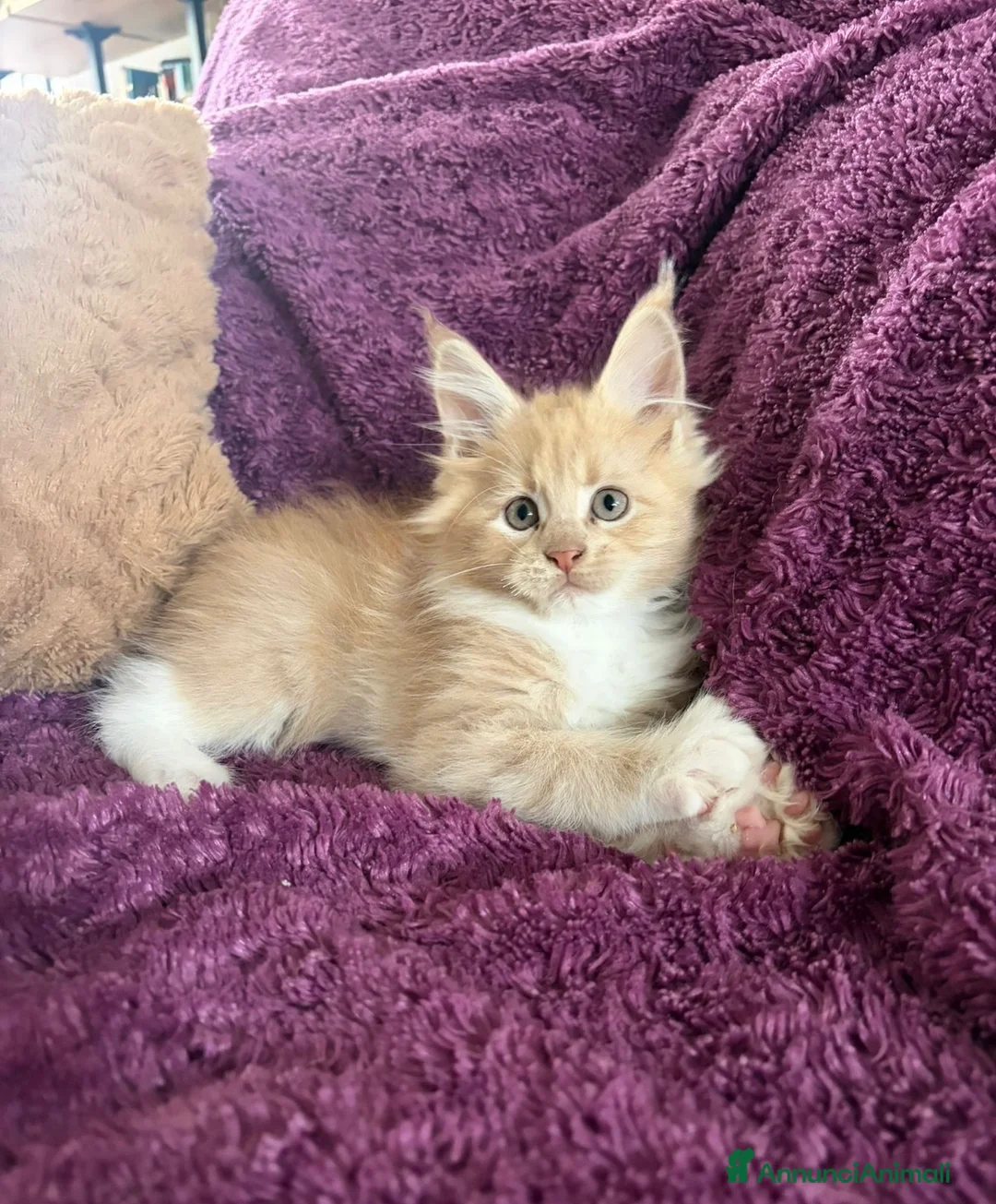 Maine Coon gatti in vendita: Cuccioli Maine coon con pedigree  - Annuncio 1