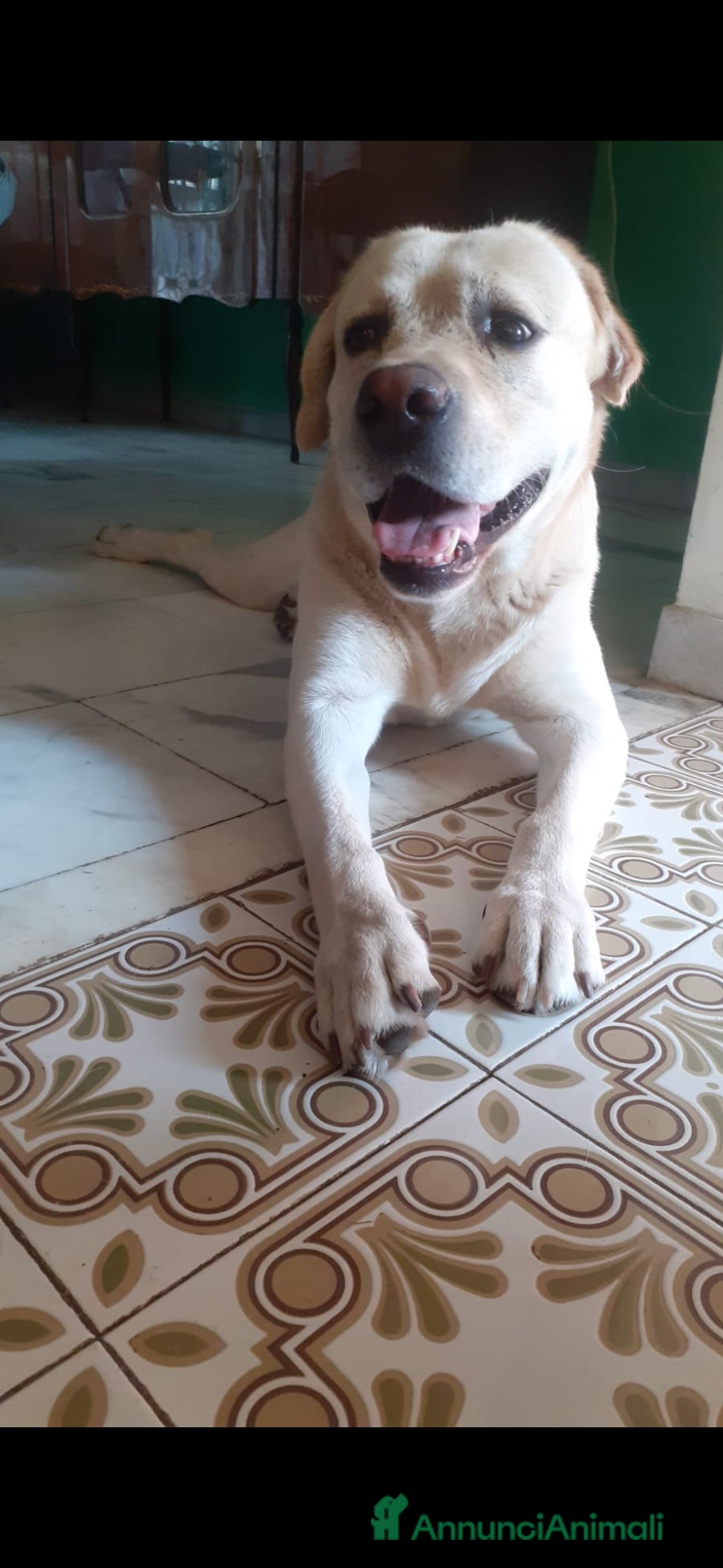 Labrador cani Labrador Retriever  - Annuncio 2