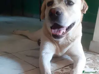 Labrador cani Labrador Retriever - Annuncio 14