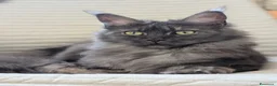 Maine Coon gatti in vendita: Cuccioli di Maine Coon alta qualità  - Annuncio 17